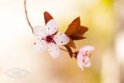 Fleurs de prunus