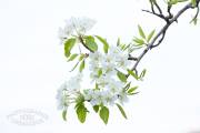 Branche de cerisier en fleur