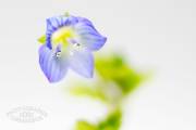 Micro fleur