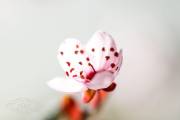 Prunus