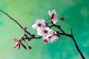 Prunus en fleur