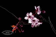 Prunus de nuit