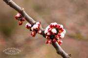 Bourgeons de fleur de pêcher
