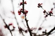Bourgeons de fleur