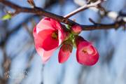 Fleur de cognacier du japon