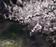 Fleurs de pêcher
