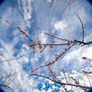 Ciel et fleur