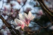 Magnolias en fleur