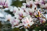 Magnolias en fleur