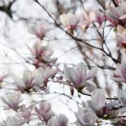 Magnolias en fleur