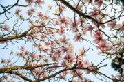 Magnolias en fleur