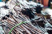 Greffage des plants de vigne.